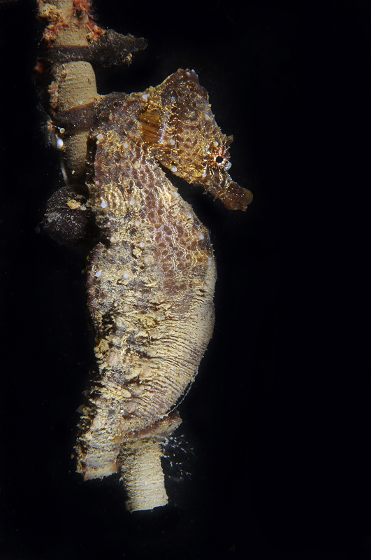 Hippocampus hippocampus  (Linnaeus, 1758)